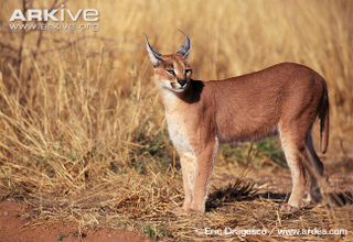 Illustration for article titled Caturday - Caracal caracal Edition